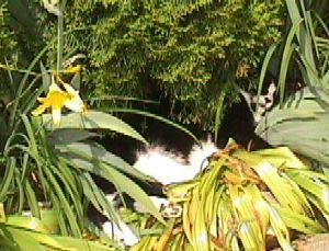 A picture of Tuxedo, Scott & Rachel's cat, demonstrating HIS idea of a wilderness adventure - napping in the bushes.